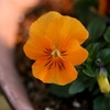 春の花２