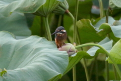ハスカワ３