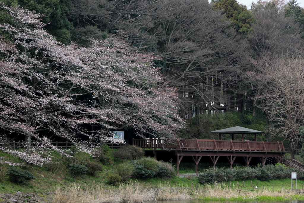 Ｓ池の桜