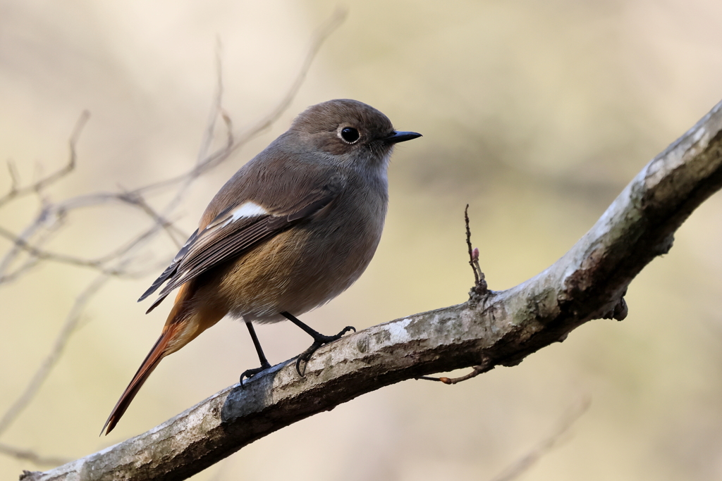 ジョウビタキさん１