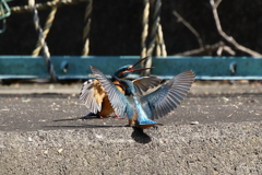 縄張り３