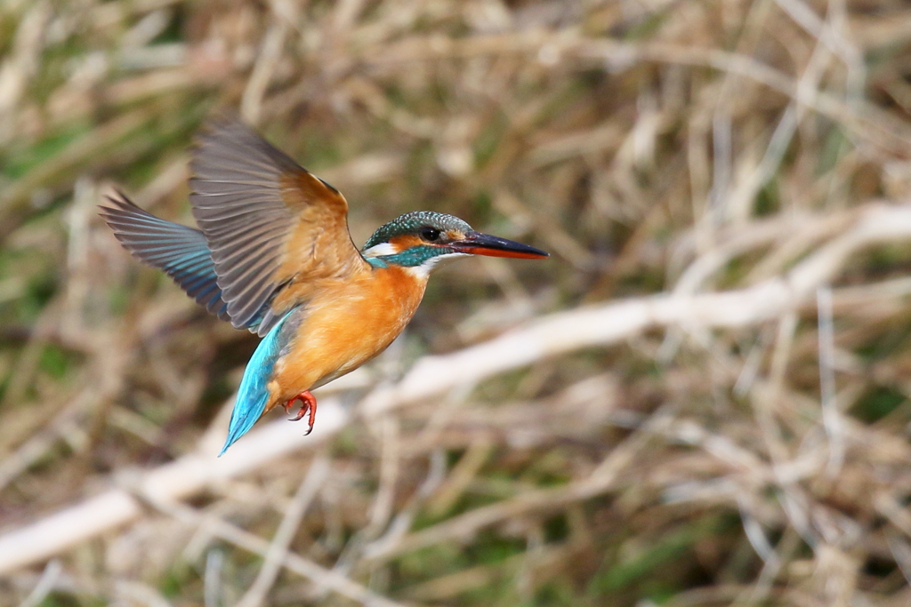 カワセミさん　Ｓ面ホバ