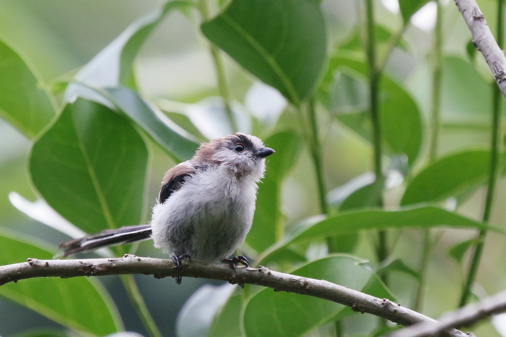 エナガちゃん３
