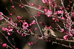 春です？