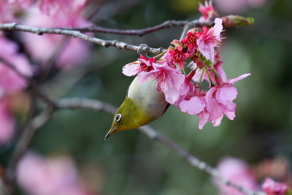 桜メジロ