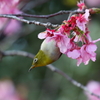 桜メジロ