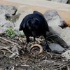 おおドジョウ