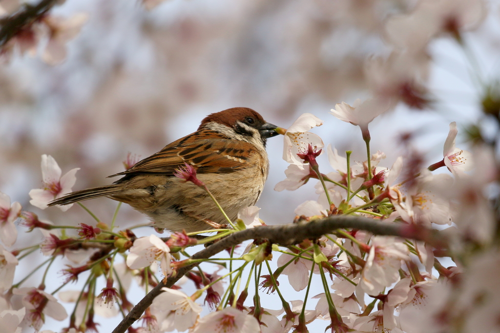 桜スズメ