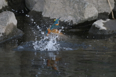 今日のカワ男君