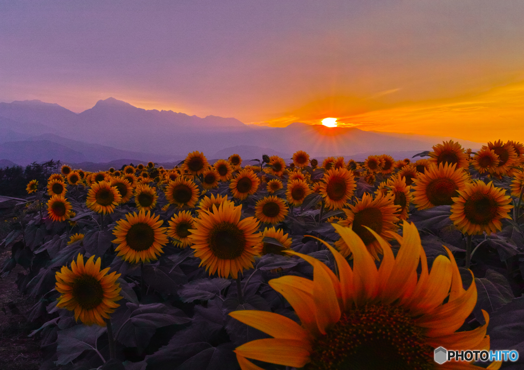 ひまわりの夕景