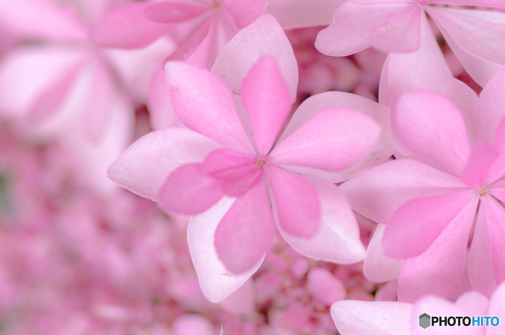 紫陽花