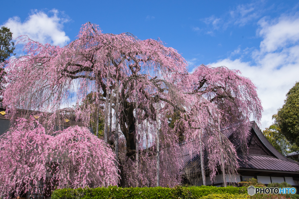 慈雲寺のイトサクラ