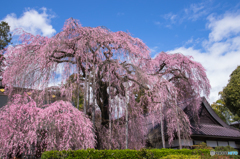 慈雲寺のイトサクラ