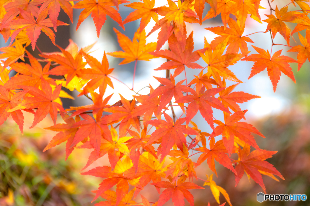 いまが紅葉