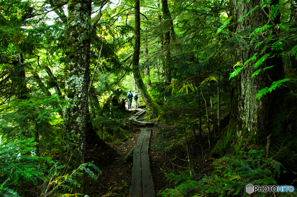 白駒の池を歩く