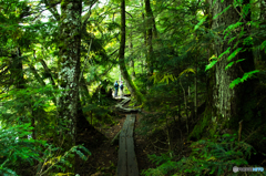 白駒の池を歩く