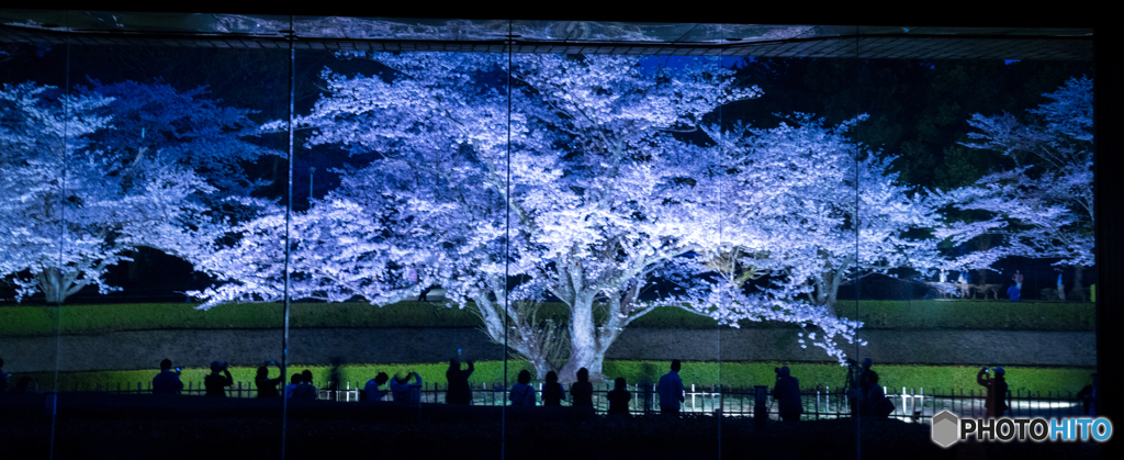 歴博の夜桜