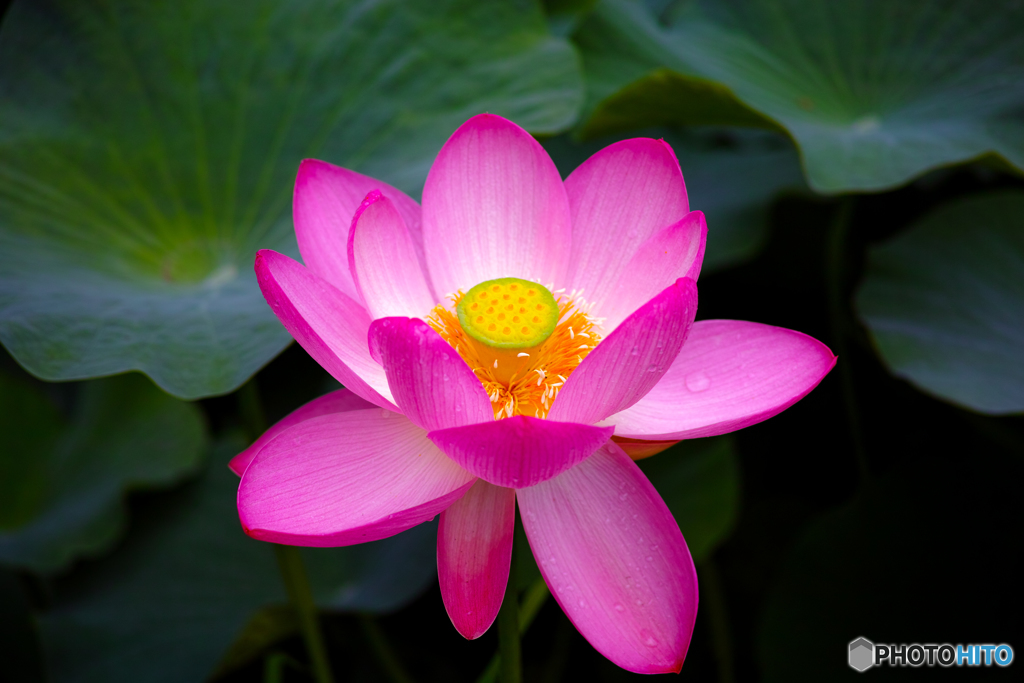 蓮の花２