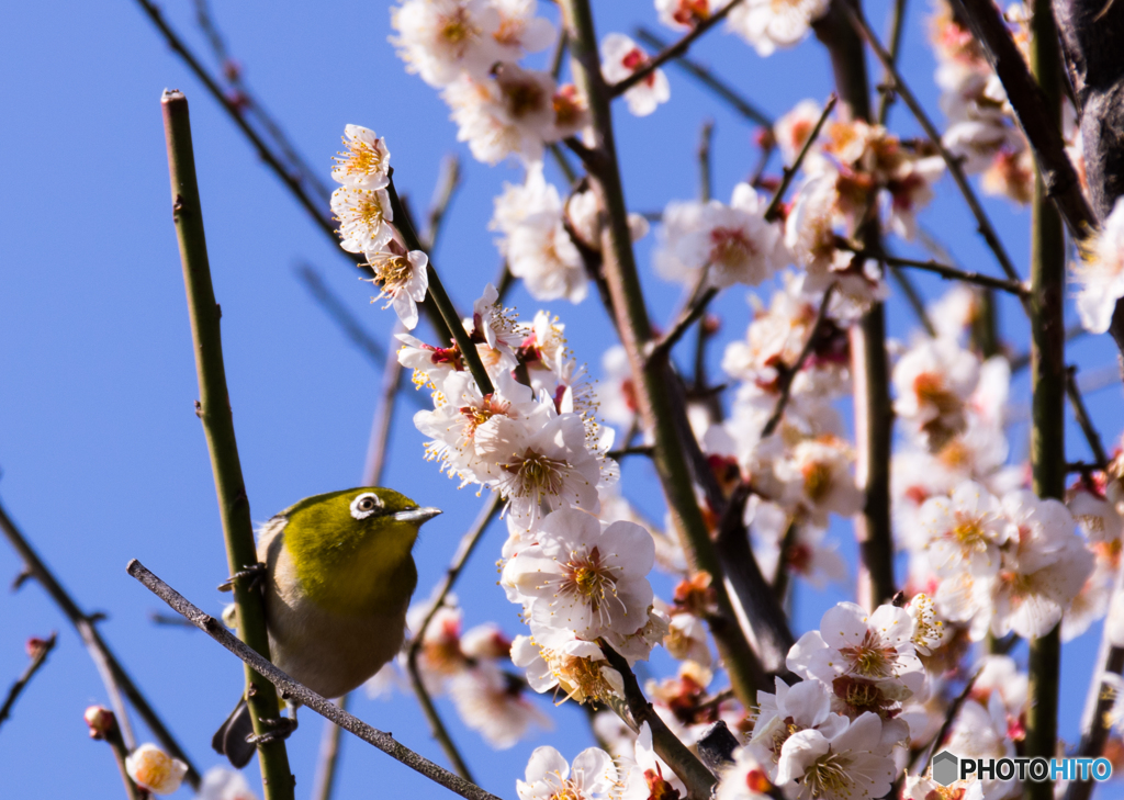 不老園のメジロ