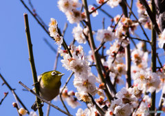不老園のメジロ