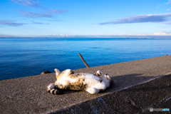 海を見ていたジョニー　つづき
