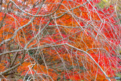 枝と紅葉