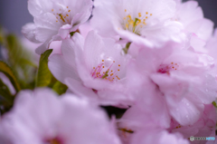 ベランダ桜 