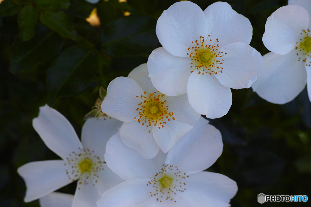 aDP3クラフトパーク 266