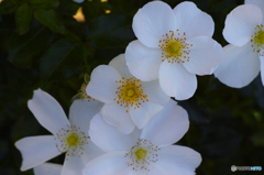 aDP3クラフトパーク 266