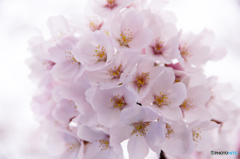桜・さくら・サクラ