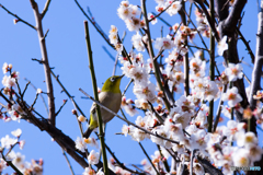 不老園のメジロ２