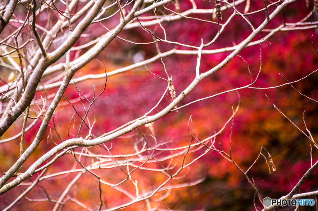 枯枝と紅葉