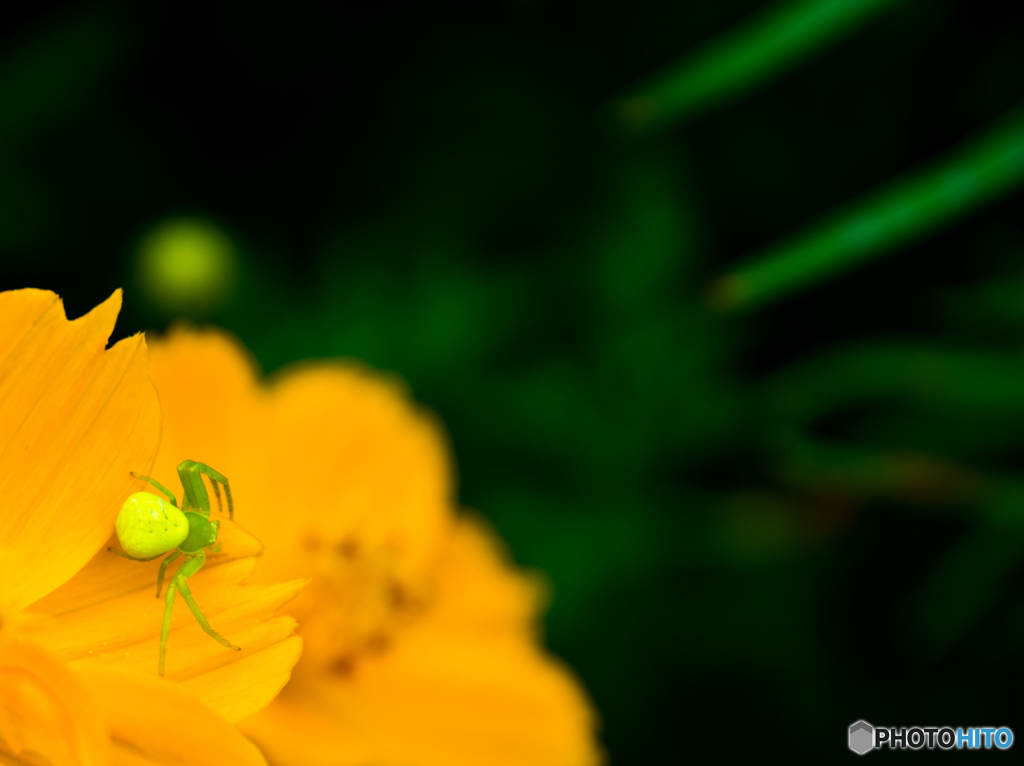 クモですけど。