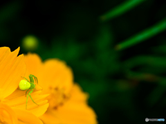 クモですけど。