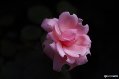 美