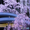 屋根と桜