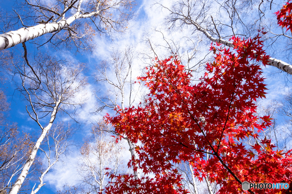 紅葉に白樺