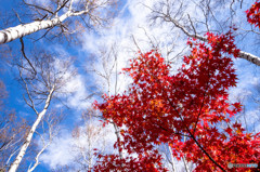 紅葉に白樺