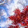 紅葉に白樺