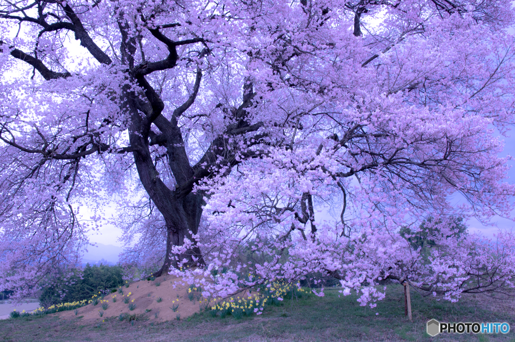 ちょっと早い桜