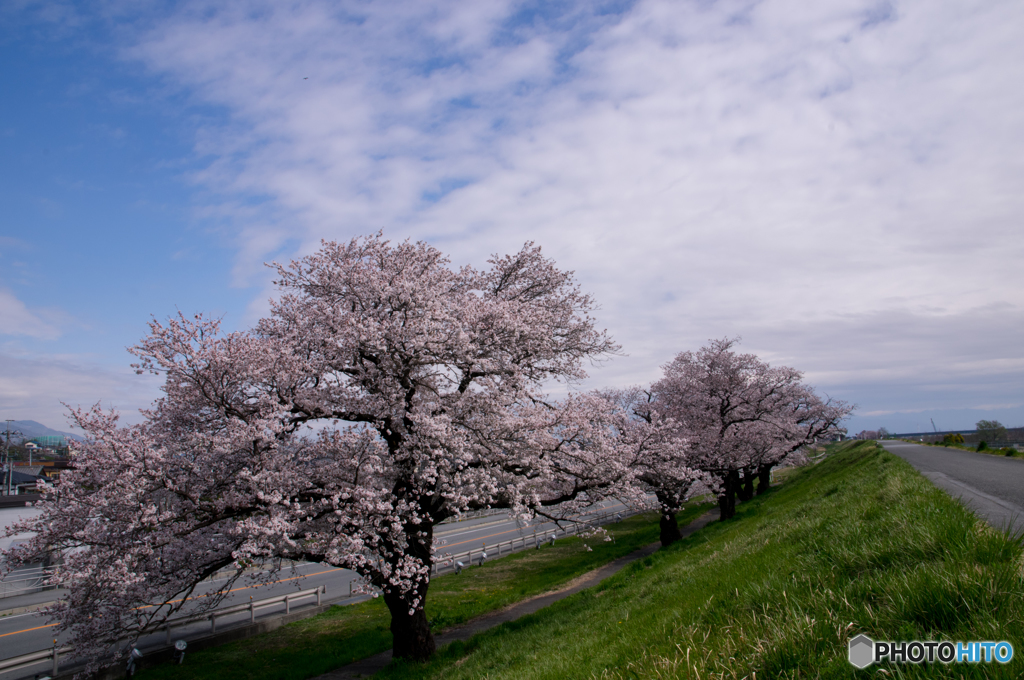 桜の道