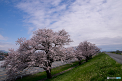 桜の道