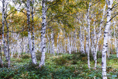 白樺の群生地