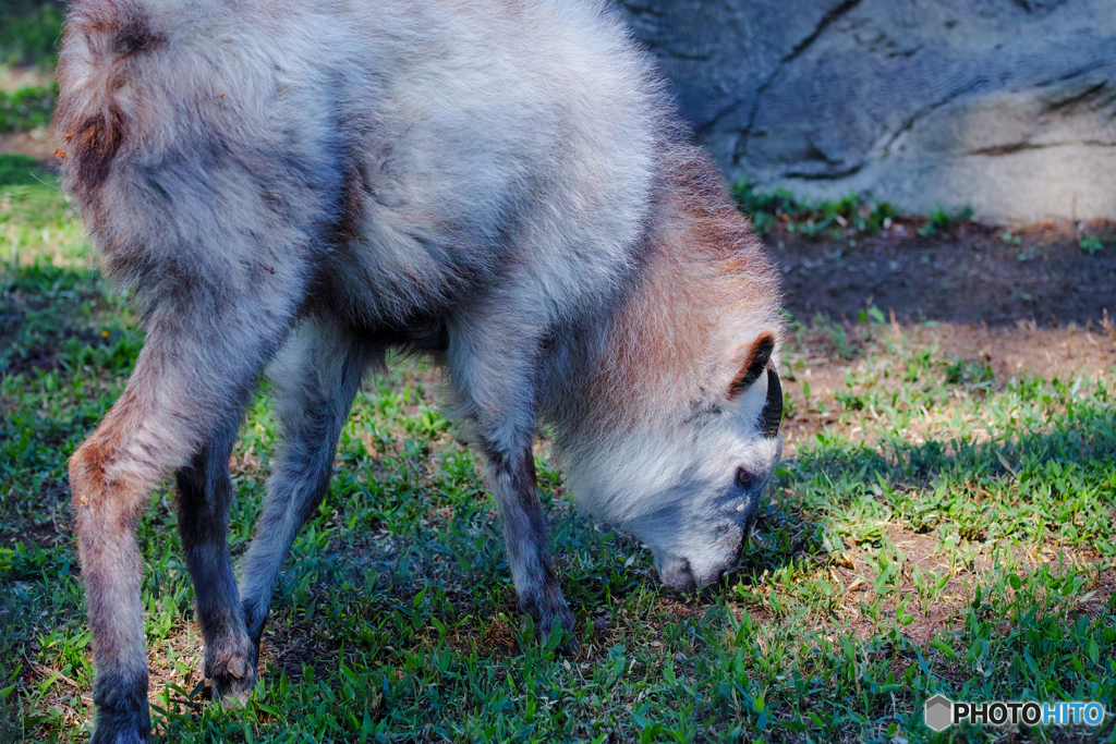 （株）シグマ井の頭公園にて10