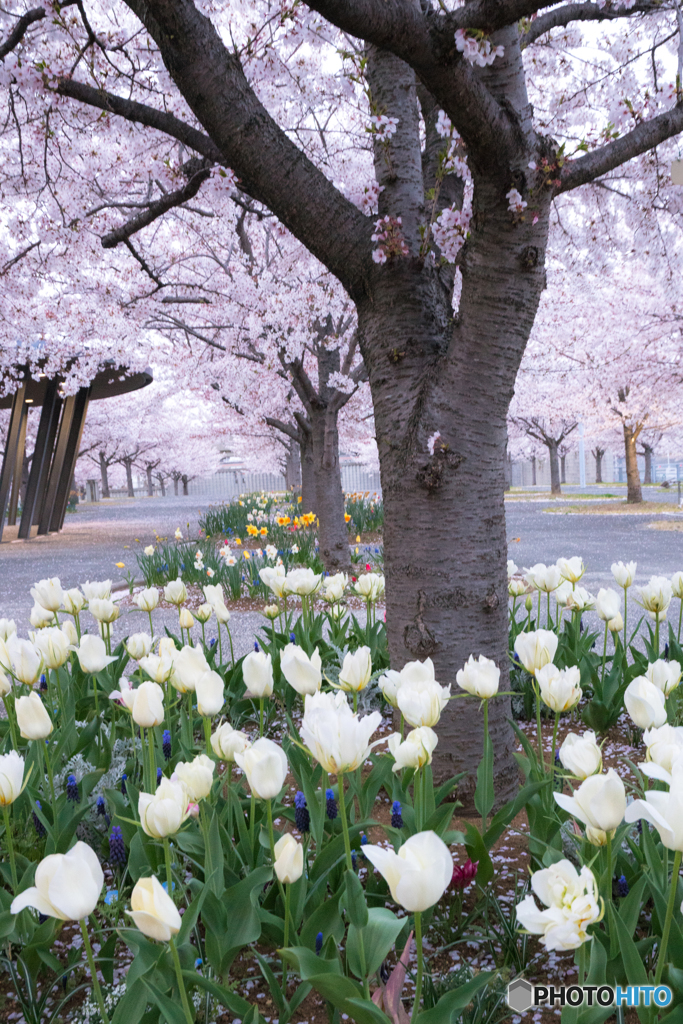 桜とチューリップ