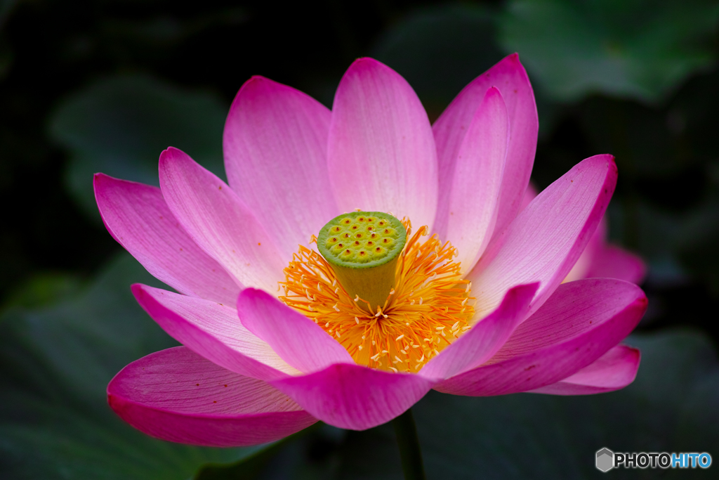 蓮の花