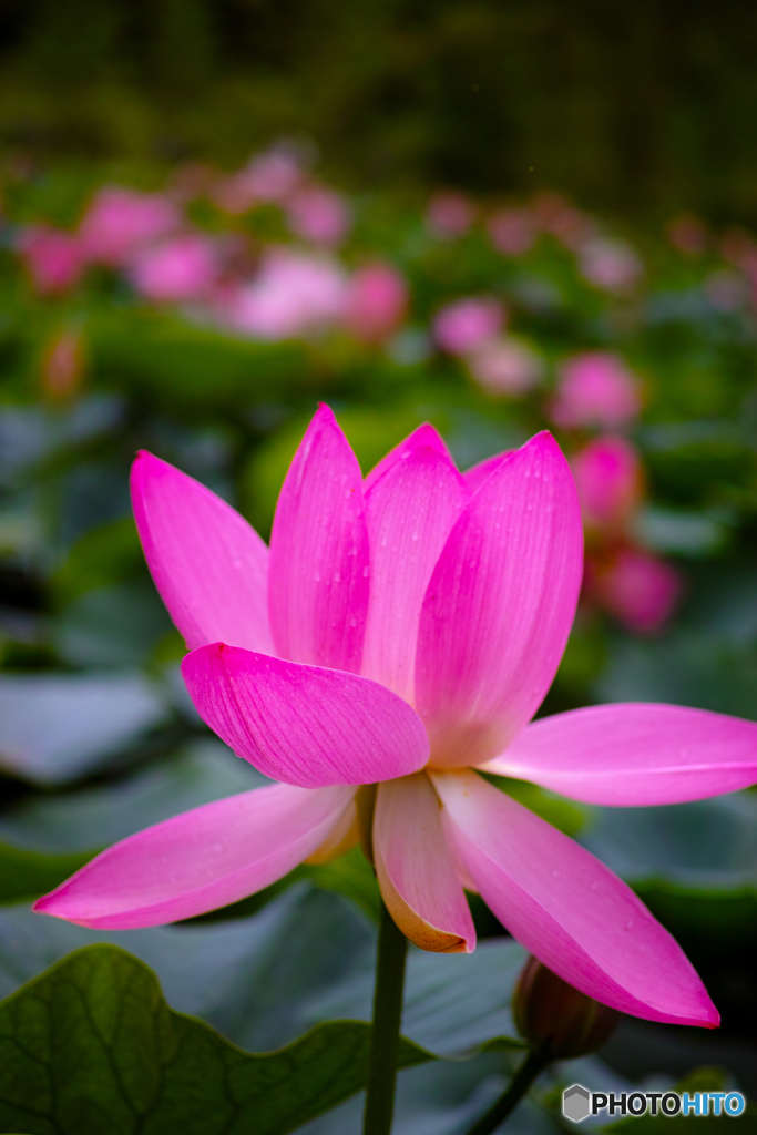 蓮の花３
