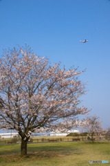 さくらの丘・離陸