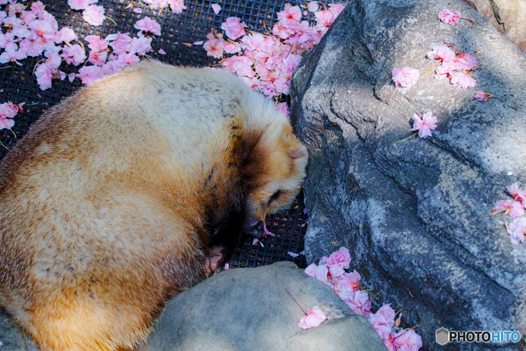 （株）シグマ井の頭公園にて11