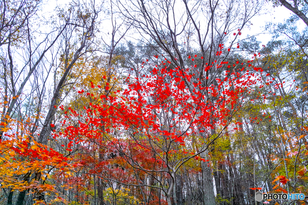 見上げる紅葉